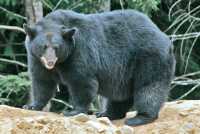 Black Bear, British Columbia, Canada CM11-47
