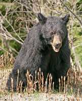 Black Bear CM11-71