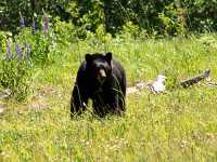Black Bear 21