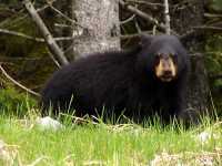Black Bear 20