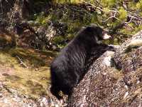 Black Bear 18
