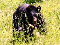 Black Bear 17
