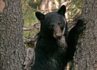 Black Bear in Tree, British Columbia, Canada CM11-62 