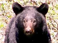 Black Bear 16
