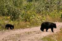 Black Bear and Cub, British Columbia, Canada CM11-27