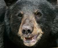 Black Bear, British Columbia, Canada CM11-45
