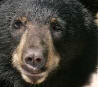 Black Bear, British Columbia, Canada CM11-43