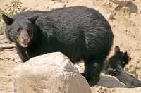 Black Bear, British Columbia, Canada CM11-33