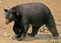 Black Bear, British Columbia, Canada CM11-31
