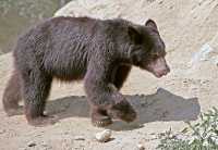 Black Bear Cub, British Columbia, Canada CM11-30