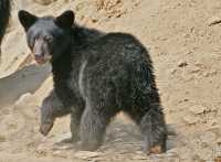 Black Bear Cub, British Columbia, Canada CM11-28