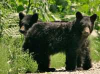 Black Bear Cubs, British Columbia, Canada CM11-59 