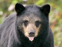 Black Mother Bear, British Columbia, Canada CM11-56