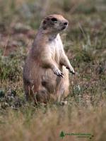 Highlight for Album: Black Tail Prairie Dog, Grasslands National Park, Saskatchewan, Canada - Canadian National Park Stock Photos