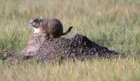 Black Tail Prairie Dog, Grasslands National Park, Saskatchewan, Canada CMX-003
