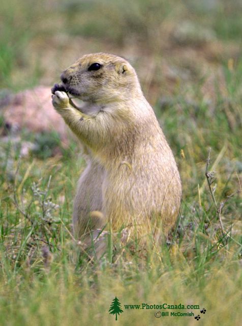 Black Tail Prairie Dog, Grasslands National Park, Saskatchewan, Canada CMX-004