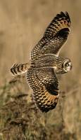 Highlight for Album: Brown Owls, Boundary Bay, British Columbia, Canada - Canadian Wildlife Stock Photos
