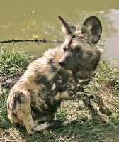 African Hunting Dog, Calgary Zoo, Alberta CM11-22