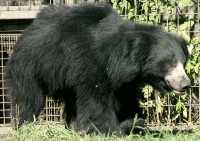 Black Sloth Bear, Calgary Zoo, Alberta CM11-23
