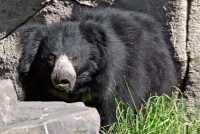Black Sloth Bear, Calgary Zoo, Alberta CM11-24