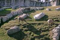 Big Horn Sheep, Calgary Zoo, Alberta CM11-05