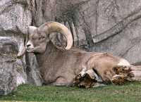 Big Horn Sheep, Calgary Zoo, Alberta CM11-06