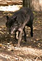 Black Wolf, Calgary Zoo, Alberta CM11-17