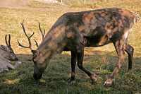 Elk, Calgary Zoo, Alberta CM11-11