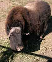 Bison, Calgary Zoo, Alberta CM11-12