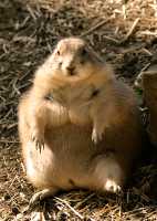 Prairie Dog, Calgary Zoo, Alberta CM11-20