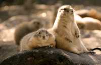 Prairie Dogs, Calgary Zoo, Alberta CM11-19