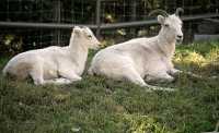 Rocky Mountain Goat and Lamb, Calgary Zoo, Alberta CM11-10