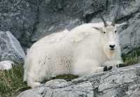 Rocky Mountain Goat, Calgary Zoo, Alberta CM11-07