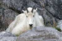 Rocky Mountain Goat, Calgary Zoo, Alberta CM11-08