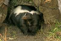 Skunk, Calgary Zoo, Alberta CM11-01