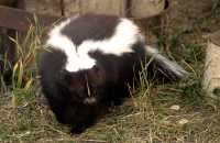 Skunk, Calgary Zoo, Alberta CM11-02