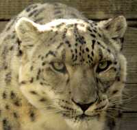 Snow Leopard, Calgary Zoo, Alberta CM11-27