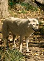 Highlight for Album: Calgary Zoo, Alberta, IMAGES NOT FOR SALE