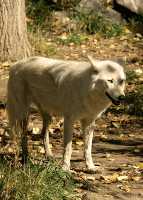 White Wolf, Calgary Zoo, Alberta CM11-18