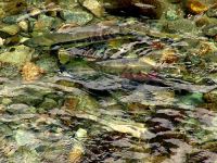 Spawning Salmon 05