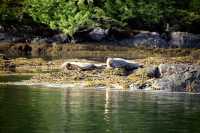 Harbour Seals, Haida Gwaii, Queen Charlotte Islands, British Columbia, Canada CM11-04