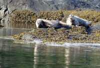 Harbour Seals, Haida Gwaii, Queen Charlotte Islands, British Columbia, Canada CM11-03