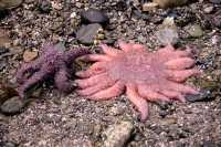 Starfish, Haida Gwaii, Queen Charlotte Islands, British Columbia, Canada CM11-01