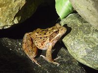 Frog 05