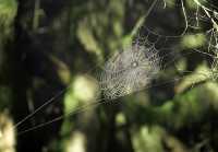 Spider Web, CM11-016