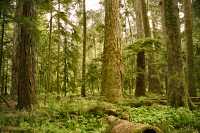 Cathedral Grove, Vancouver Island, British Columbia, Canada CM11-21