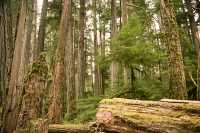 Cathedral Grove, Vancouver Island, British Columbia, Canada CM11-22