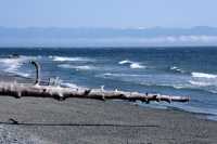 China Beach, Strait of Juan de Fuca, Vancouver Island CM11-005