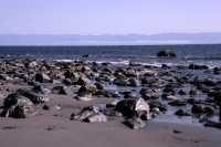 China Beach, Strait of Juan de Fuca, Vancouver Island CM11-009