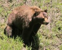 Highlight for Album: Cinnamon Bear with Cubs, British Columbia, Canada